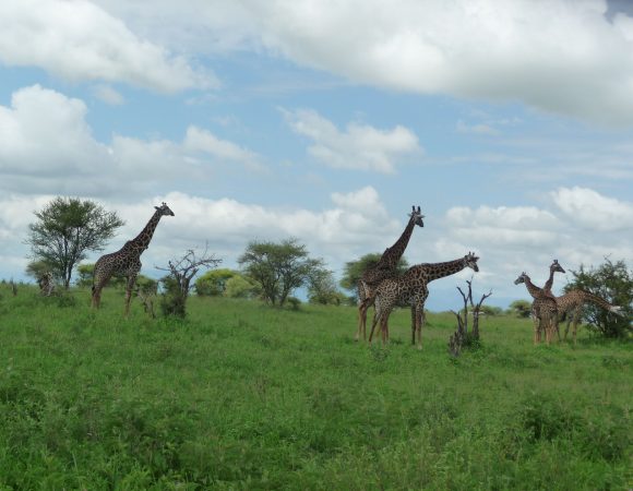 3 Days Tanzania Camping Safari