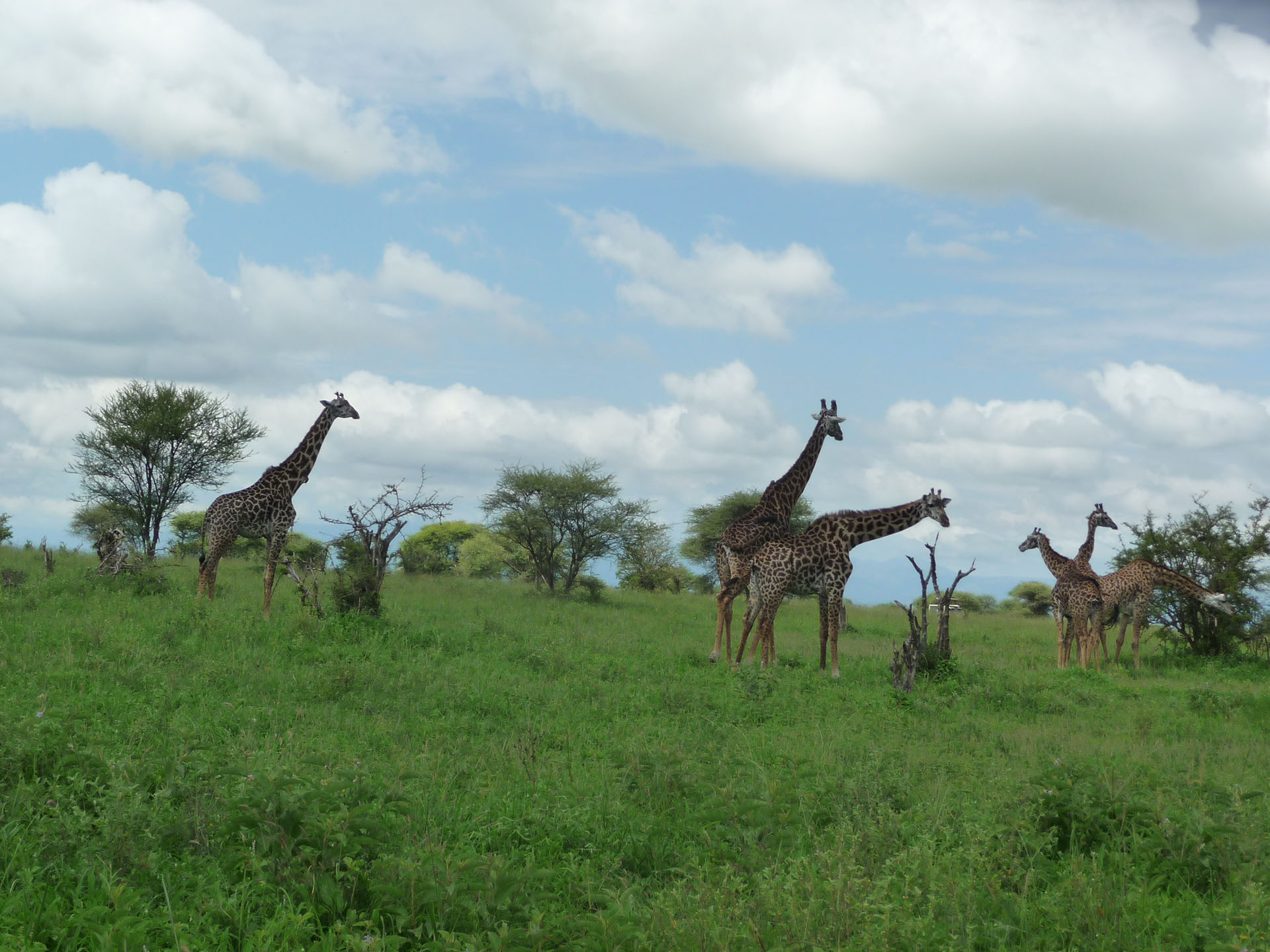 3 Days Tanzania Camping Safari