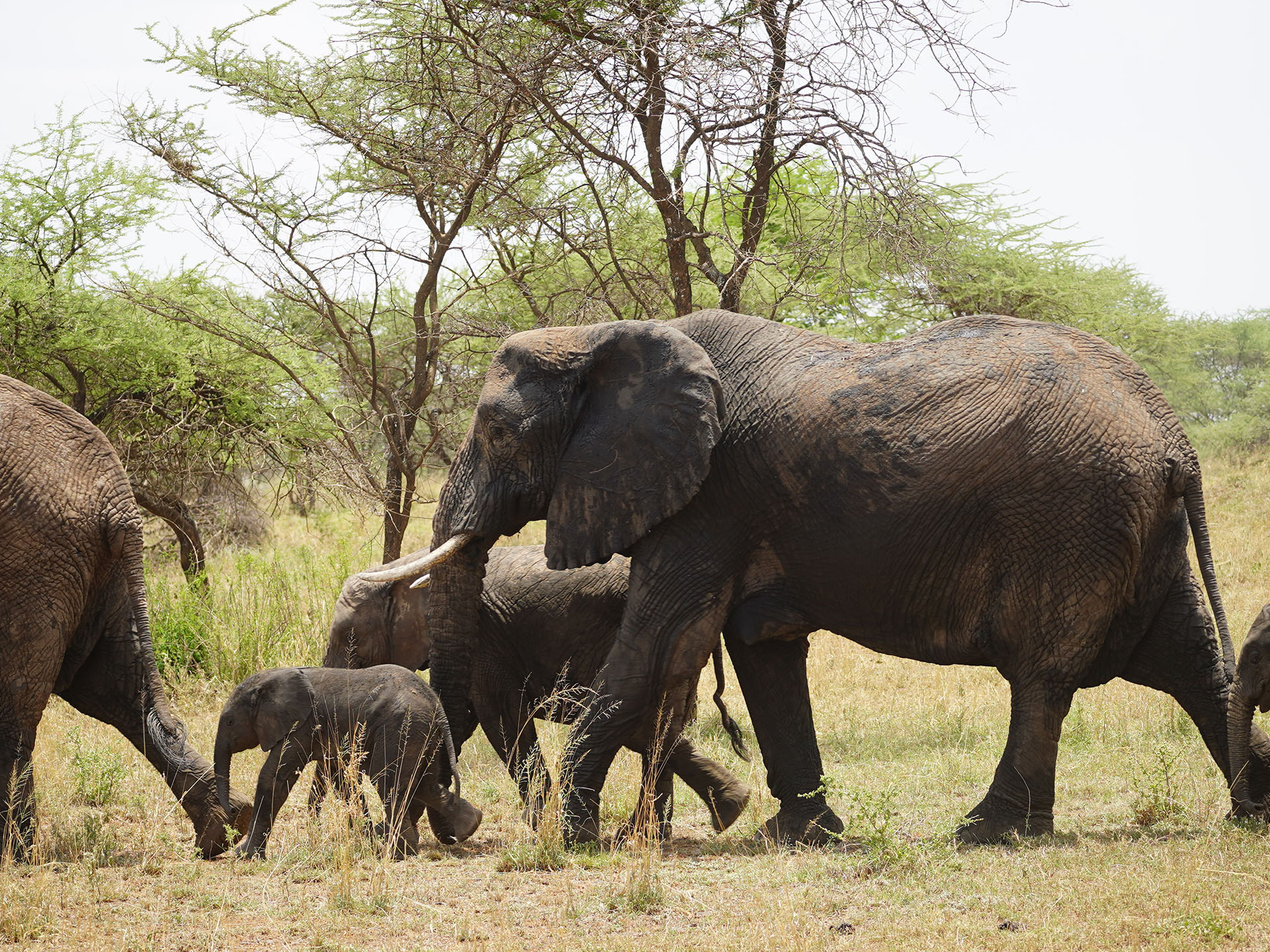 Tarangire National Park