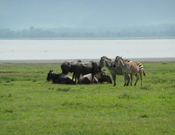 4 Days Mid-range Safari