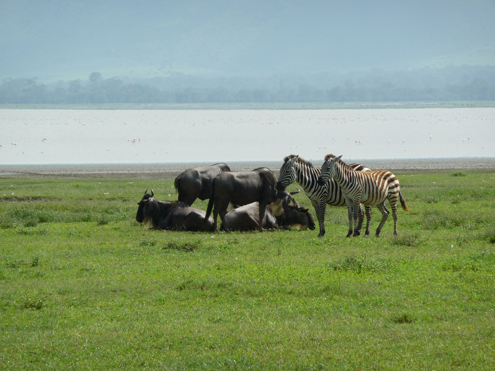 Ngorongoro Crater