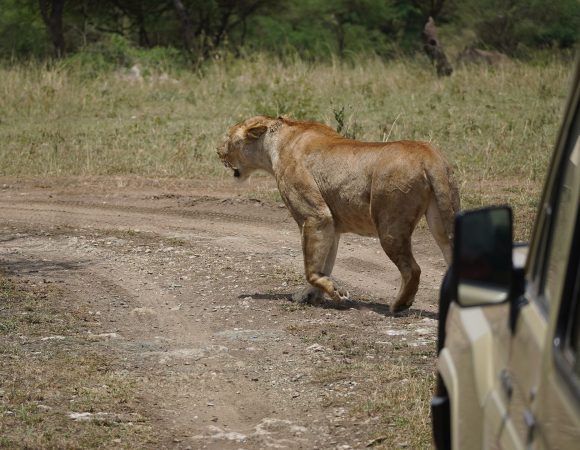 6 Days Standard Lodge Safari