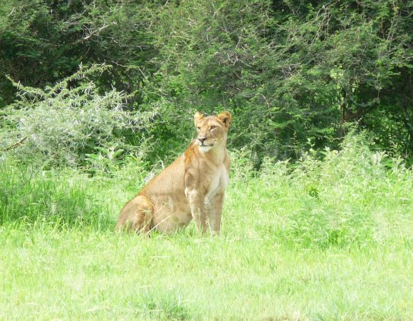 3 Days Camping Safari to Serengeti