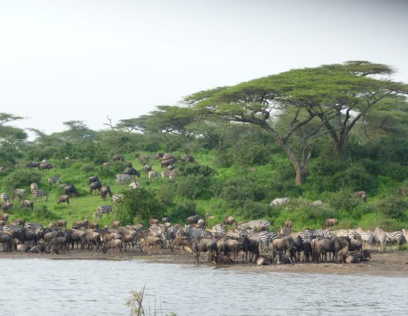 7 Days Serengeti Migration Safari