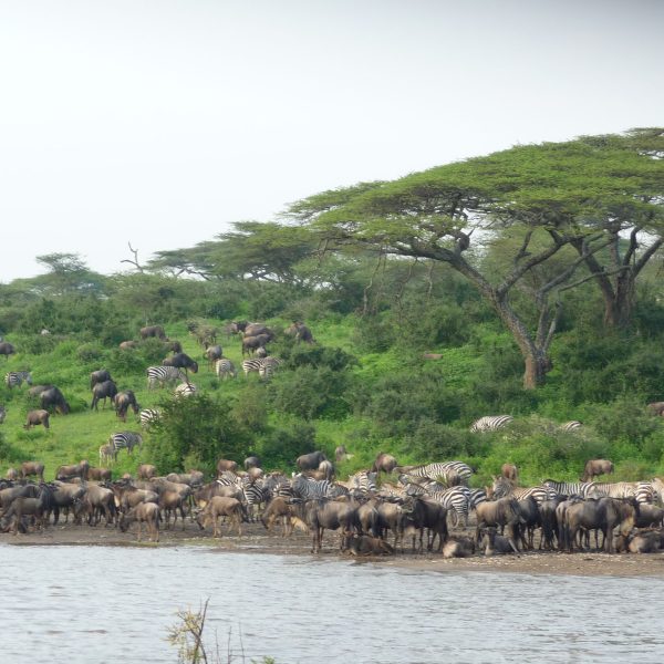 7 Days Serengeti Wildbeest Migration