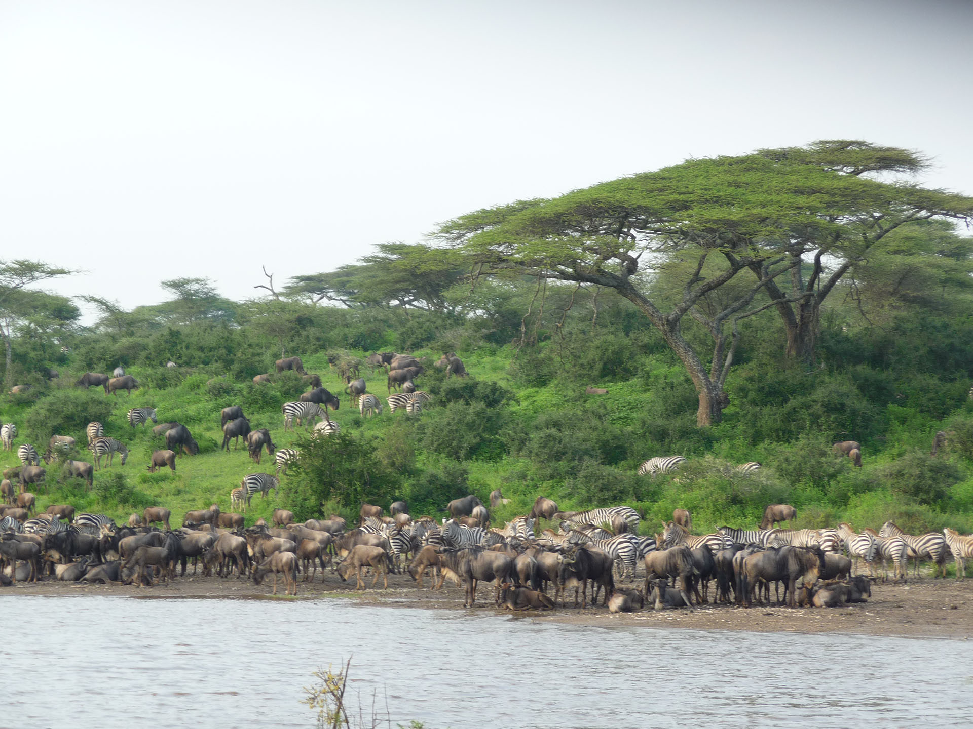 7 Days Serengeti Migration Safari
