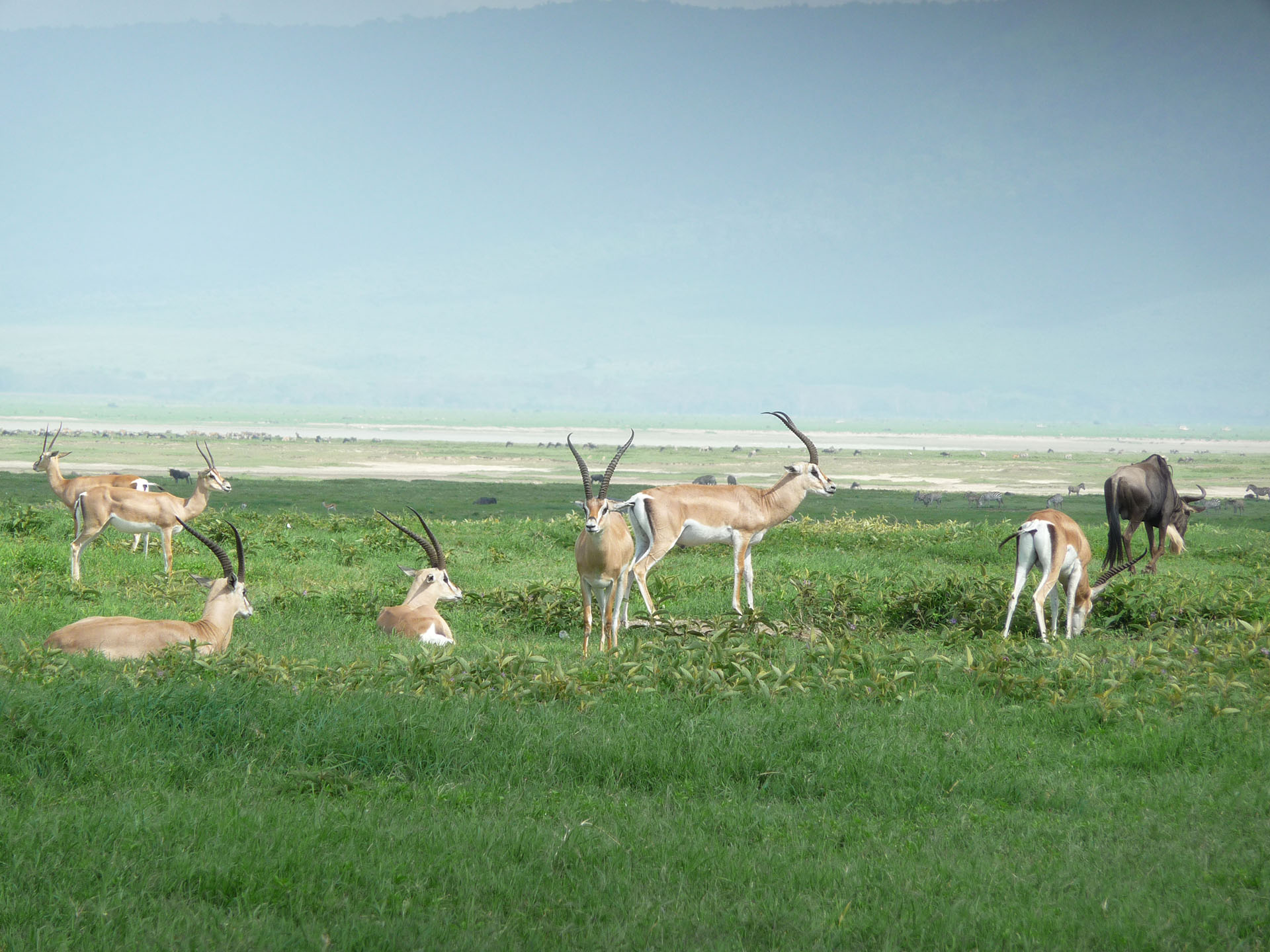 3 Days Tanzania Unforgettable Safari