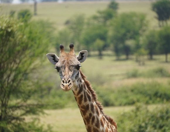 4 Days Safari – Fly to Serengeti